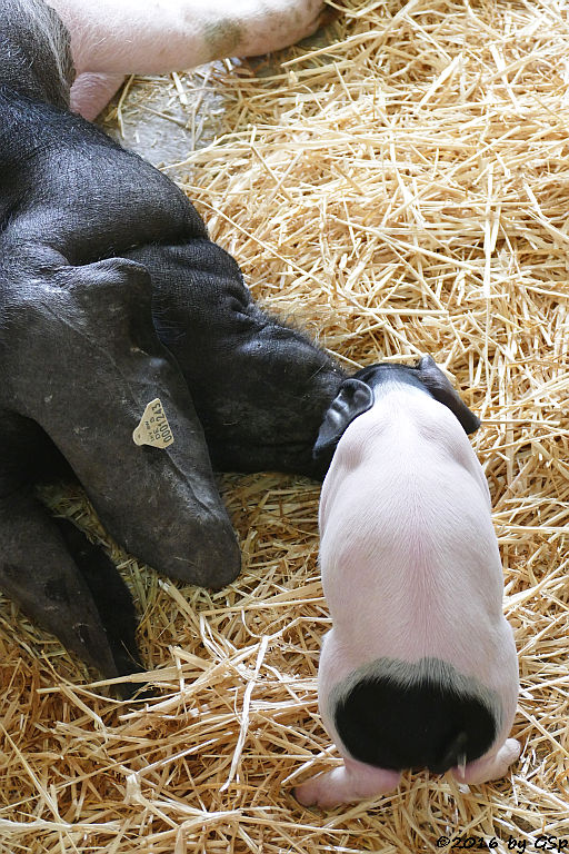 Schwäbisch-Hällisches Schwein