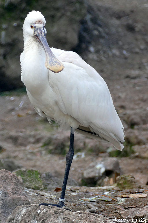 Löffler (Europäischer Löffler, Weißer Löffler)