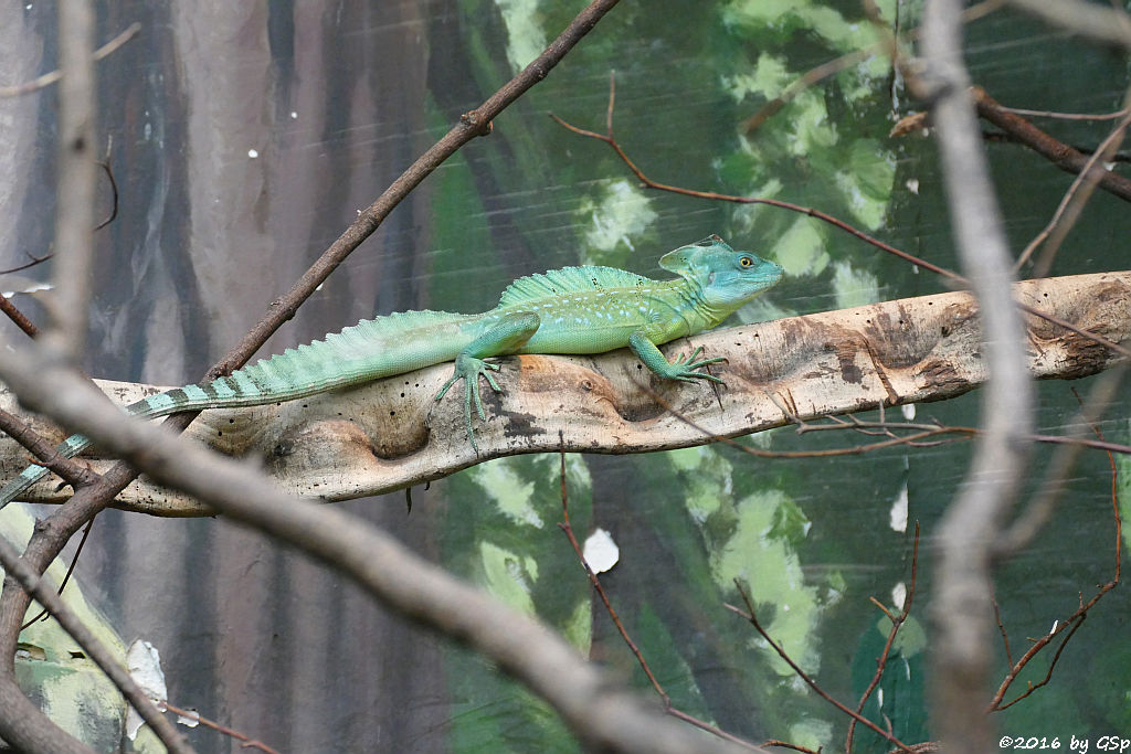 Stirnlappenbasilisk (Federbuschbasilisk)