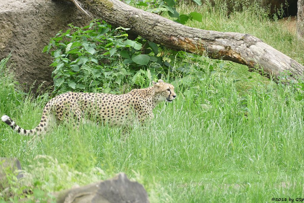 Südafrikanischer Gepard