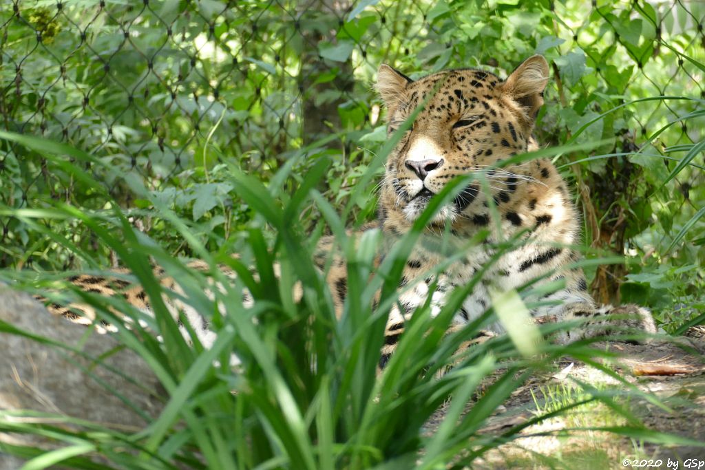 Amurleopard