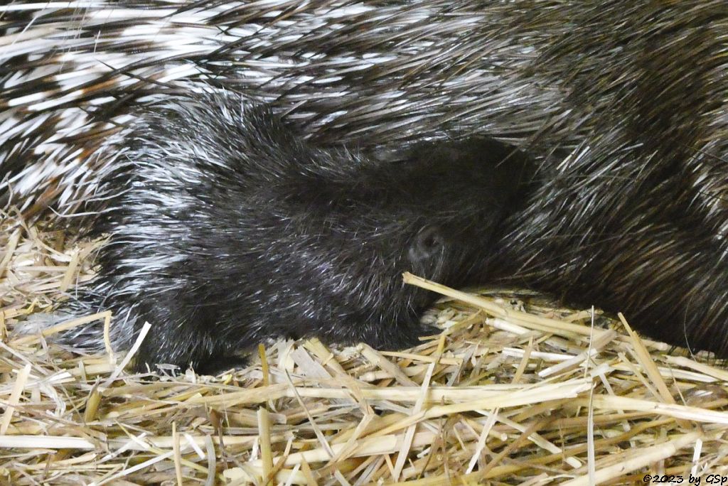 Weißschwanz-Stachelschwein (Indisches Stachelschwein), Jungtiere geb. am 19.6.23