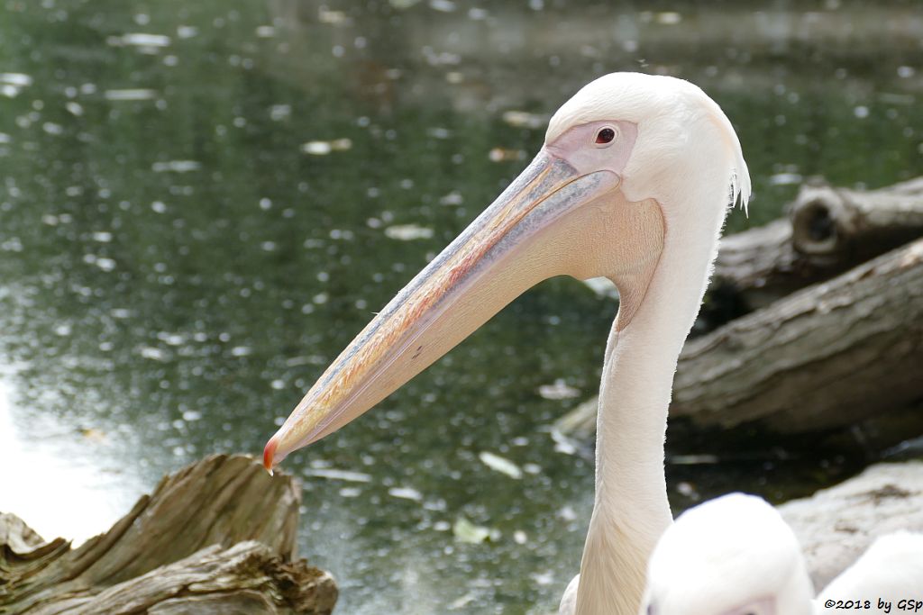 Rosapelikan (Gewöhnlicher Pelikan)