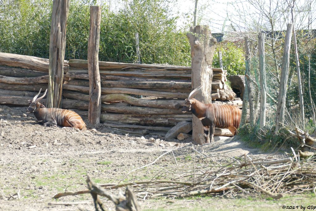 Östlicher Bongo (Kenia-Bongo, Bergbongo)