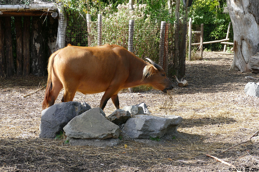 Rotbüffel (Waldbüffel)