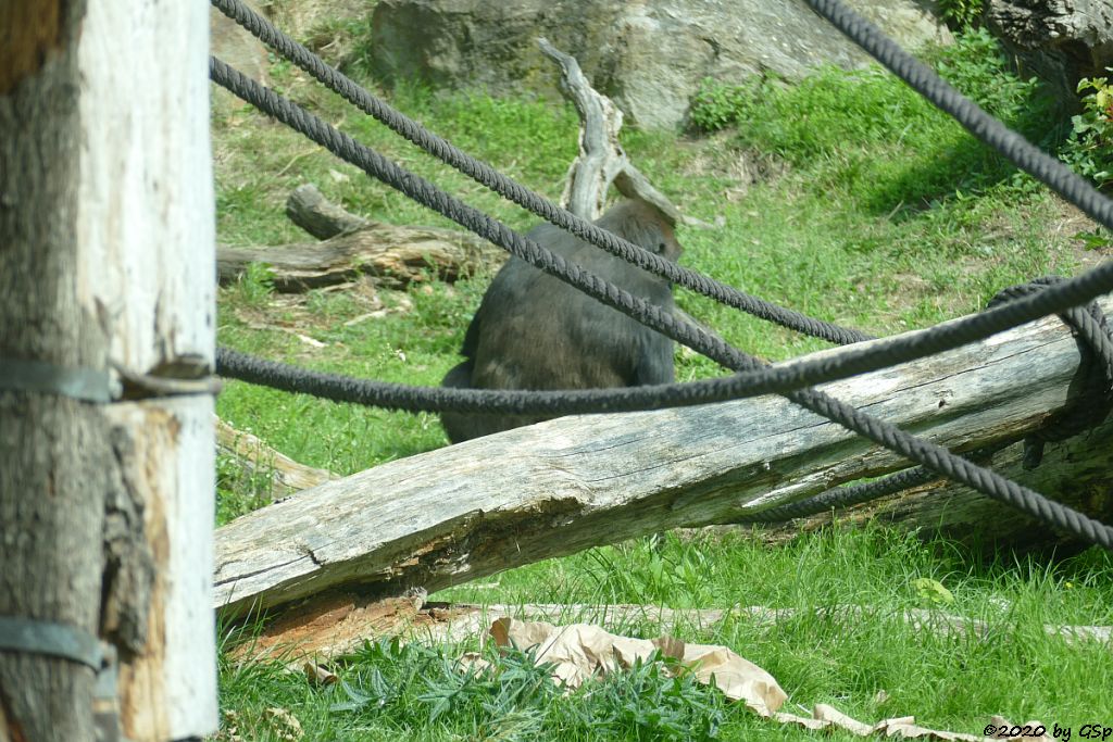 Westlicher Flachlandgorilla