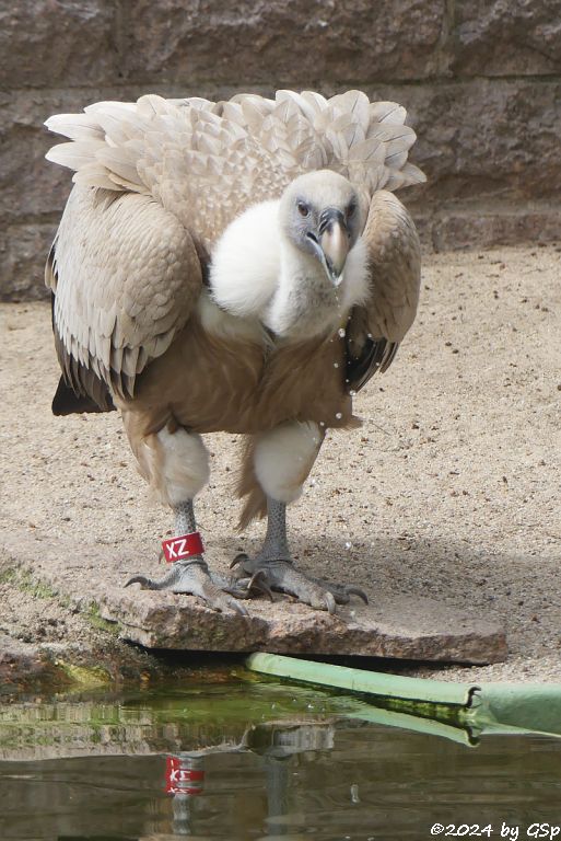 Zoo Halle: Westlicher Gänsegeier