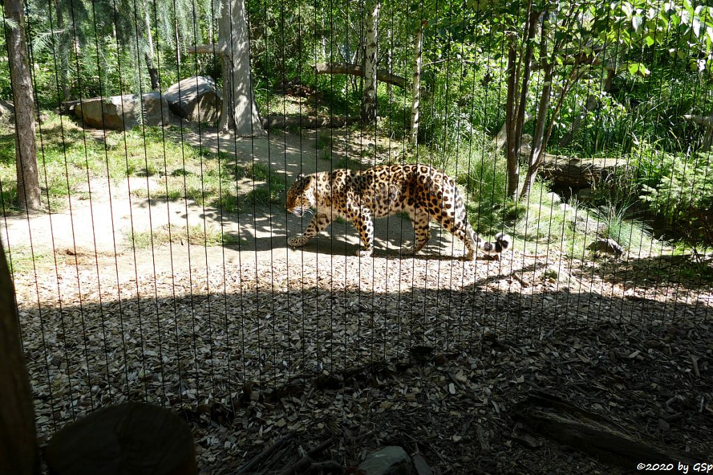 Amurleopard