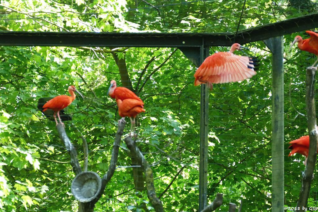 Scharlachsichler (Roter Sichler, Rotibis)