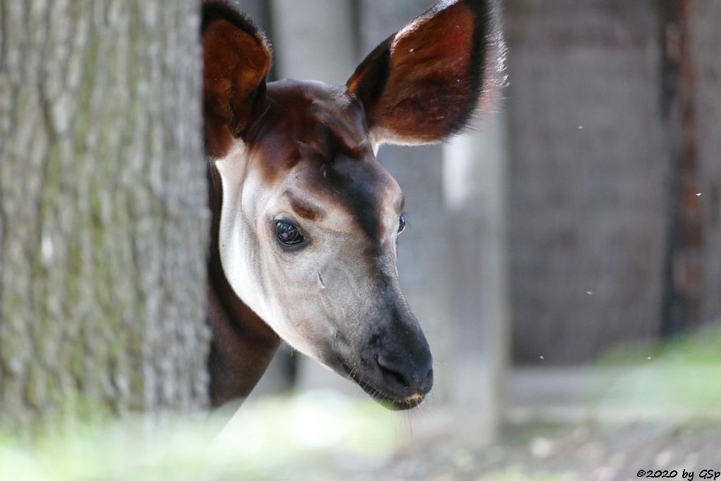 Okapi ZAWADIs Sohn THABO, geb. 19.1.10