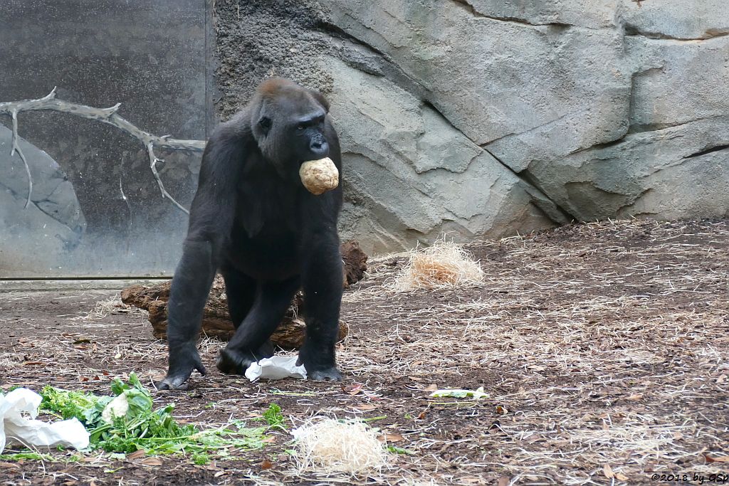 Flachlandgorilla DIAN mit XETSA