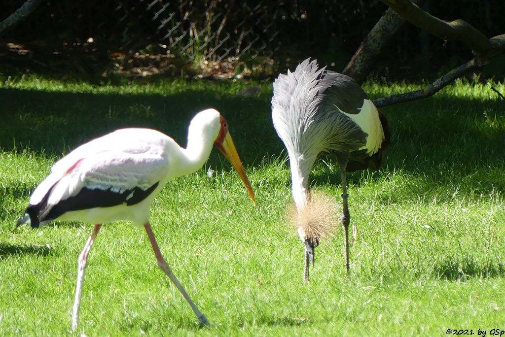 Nimmersatt (Afrikanischer Nimmersatt, Gelbschnabelstorch), Ostafrikanischer Kronenkranich