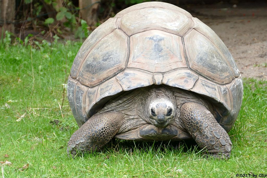 Aldabra- (Seychellen-) Riesenschildkröte