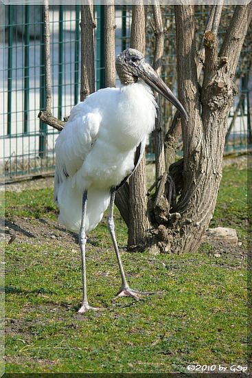 Waldstorch (Amerikanischer Nimmersatt)