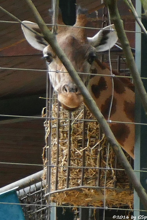 Kardofan-Giraffe