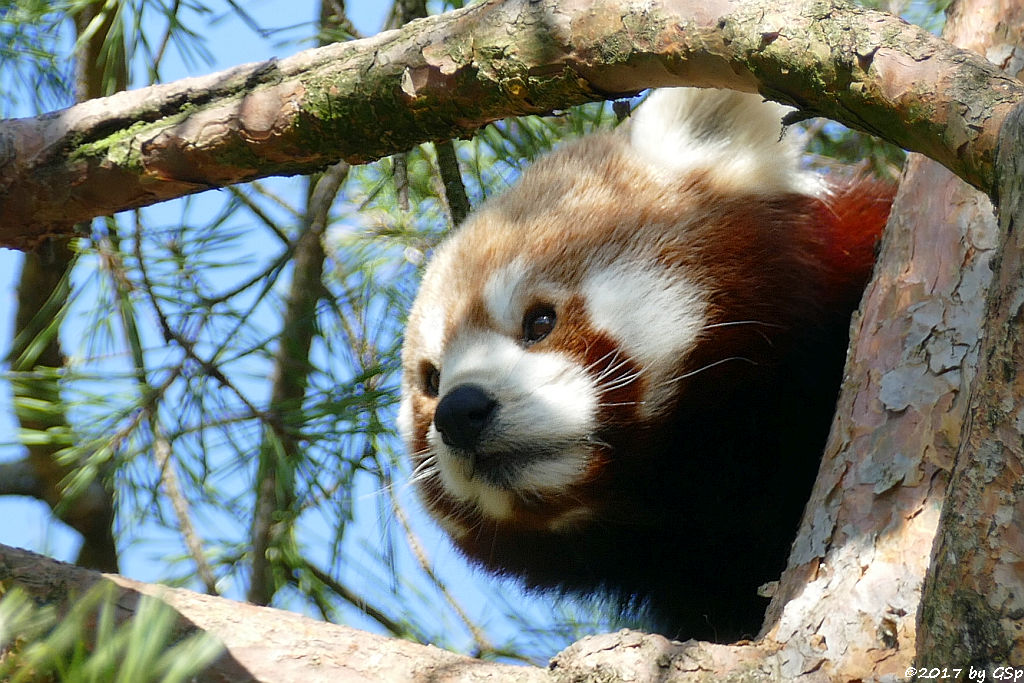 Westlicher Kleiner Panda (Westlicher Katzenbär, Nepalisischer Roter Panda)