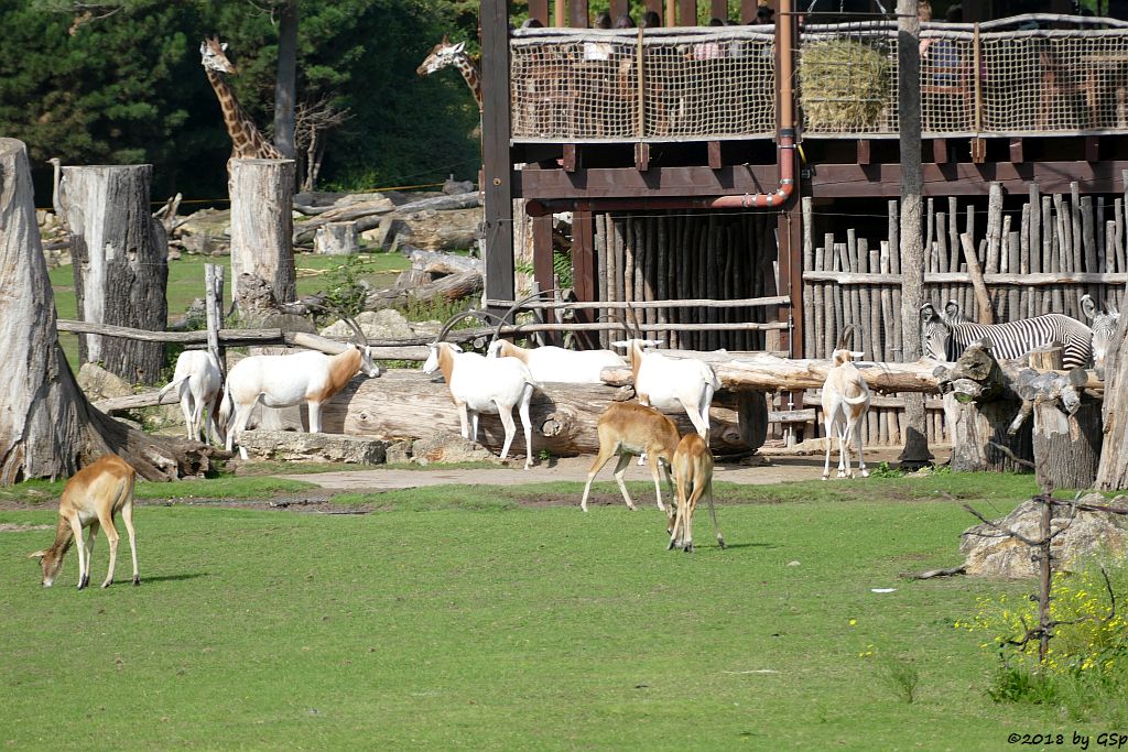 Weißnacken-Moorantilope (Mrs. Grays Wasserbock), Säbelantilope, Grévy-Zebra, Rothschildgiraffe (Uganda-Giraffe, Baringo-Giraffe)