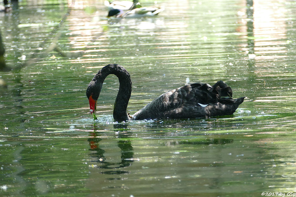 Schwarzer Schwan (Trauerschwan)