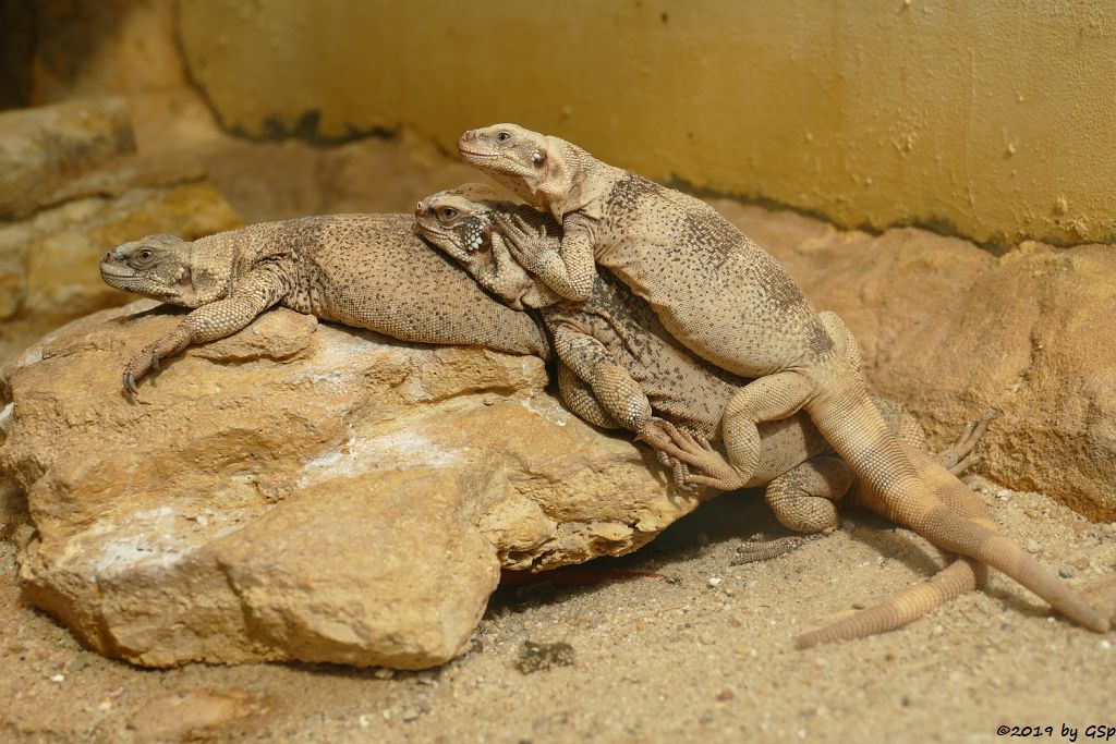 Chuckwalla