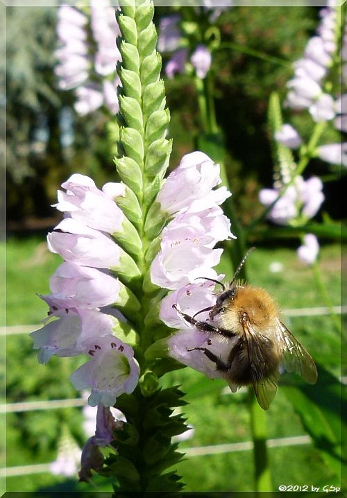 Ackerhummel