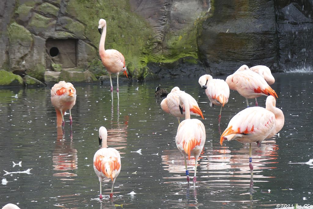 Chileflamingo (Chilenischer Flamingo)