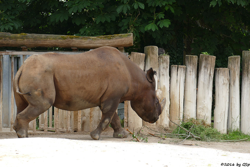 Spitzmaulnashorn KALUSHO