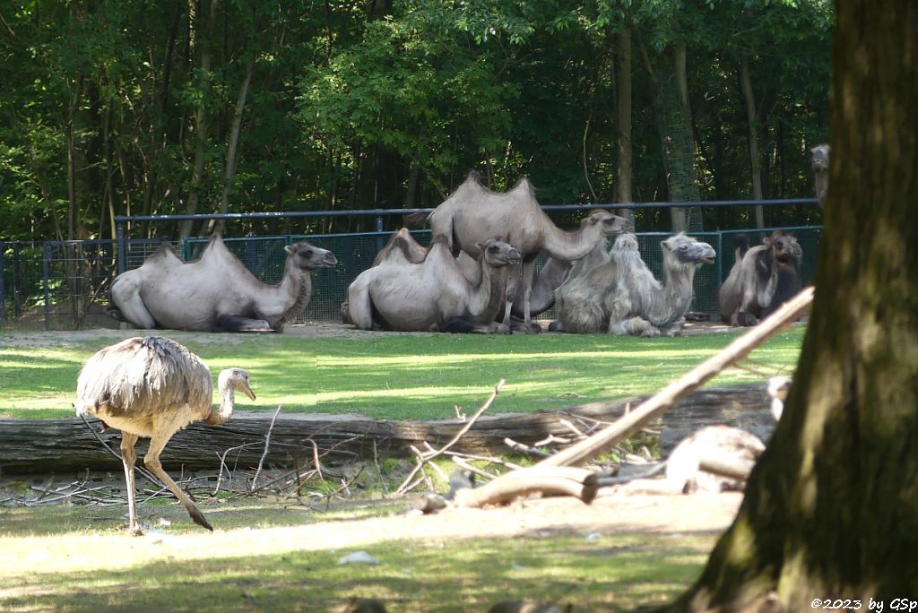 Nandu (Gewöhnlicher Nandu), Trampeltier (Zweihöckriges Kamel, Hauskamel)