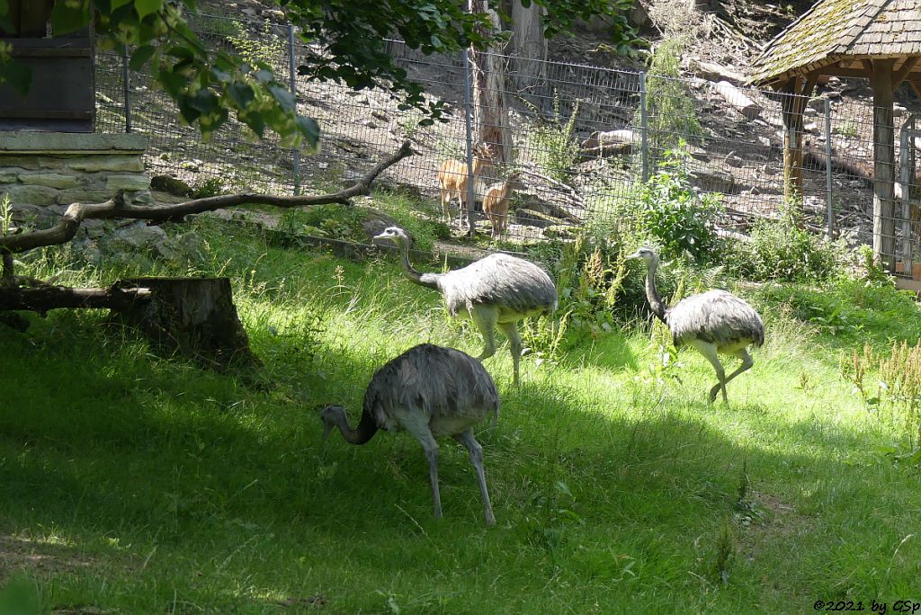 Nandu (Gewöhnlicher Nandu)