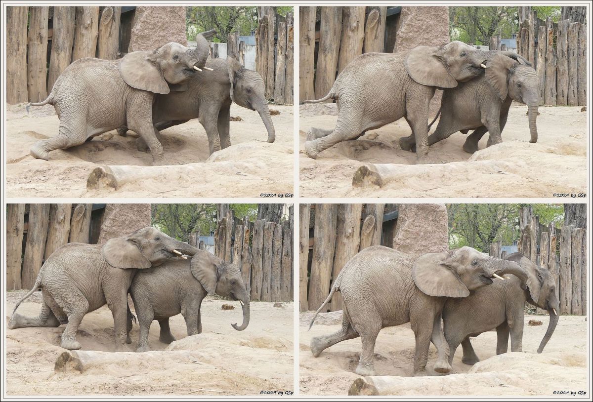 Elefanten Zoo Halle: TAMIKA, ELANI