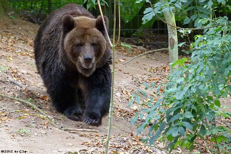 Braunbär