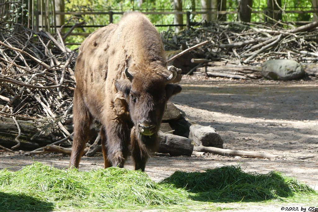 Wisent