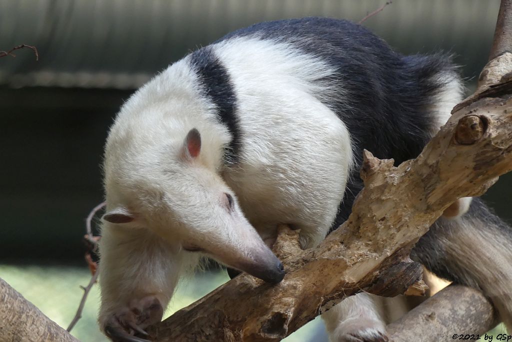 Südlicher Tamandua (Südlicher Mittlerer Ameisenbär)