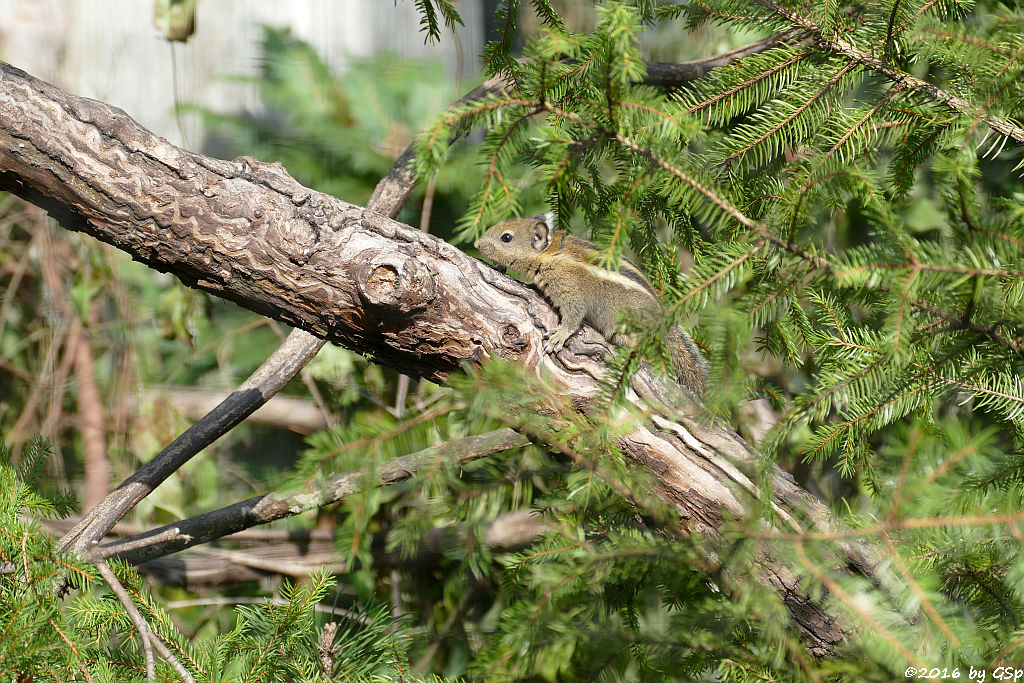 Chinesisches Zwergstreifenhörnchen (Chinesisches Baumhörnchen)