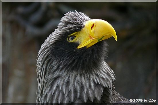 Riesenseeadler