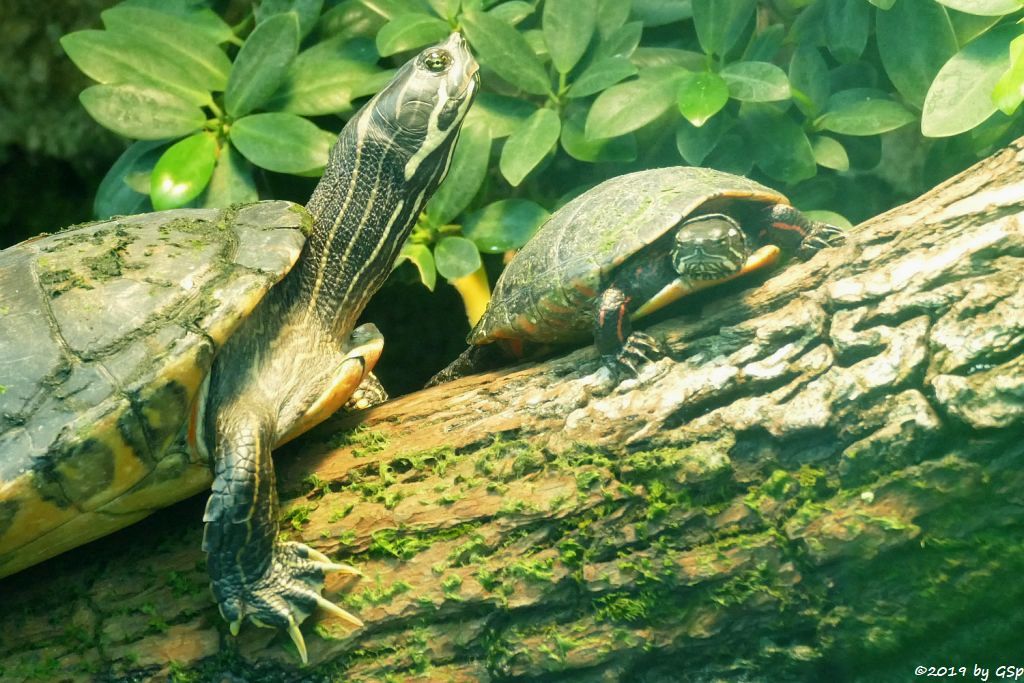Langhals-Schmuckschildkröte
