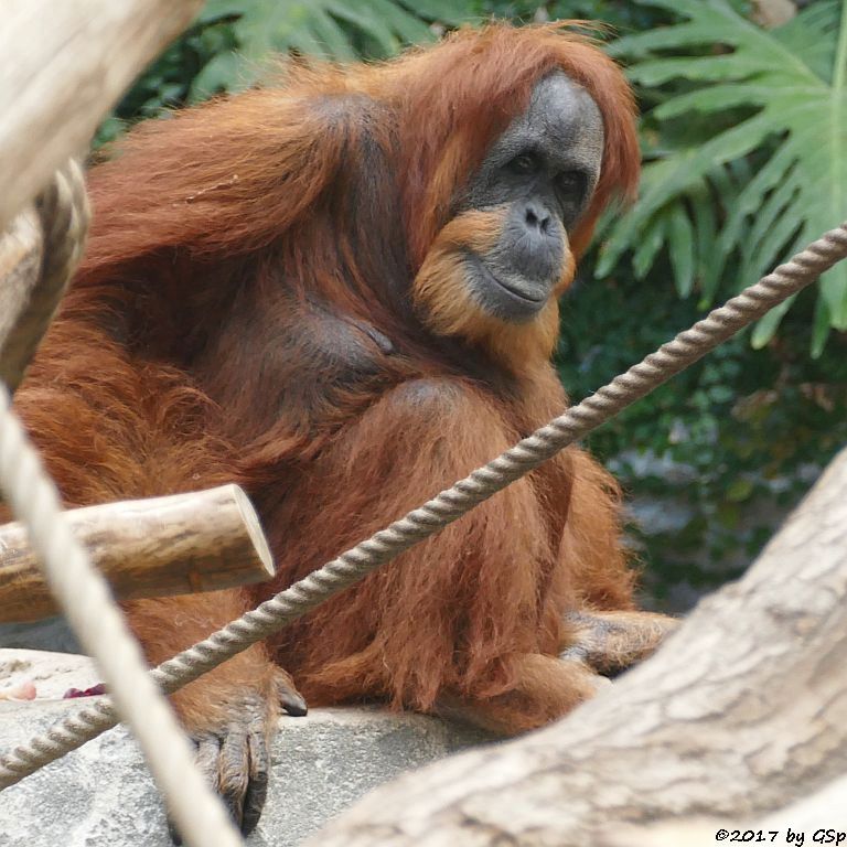 Sumatra-Orang-Utan