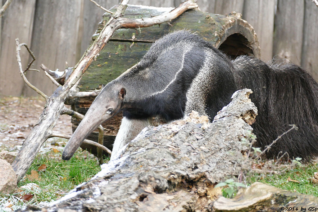 Großer Ameisenbär