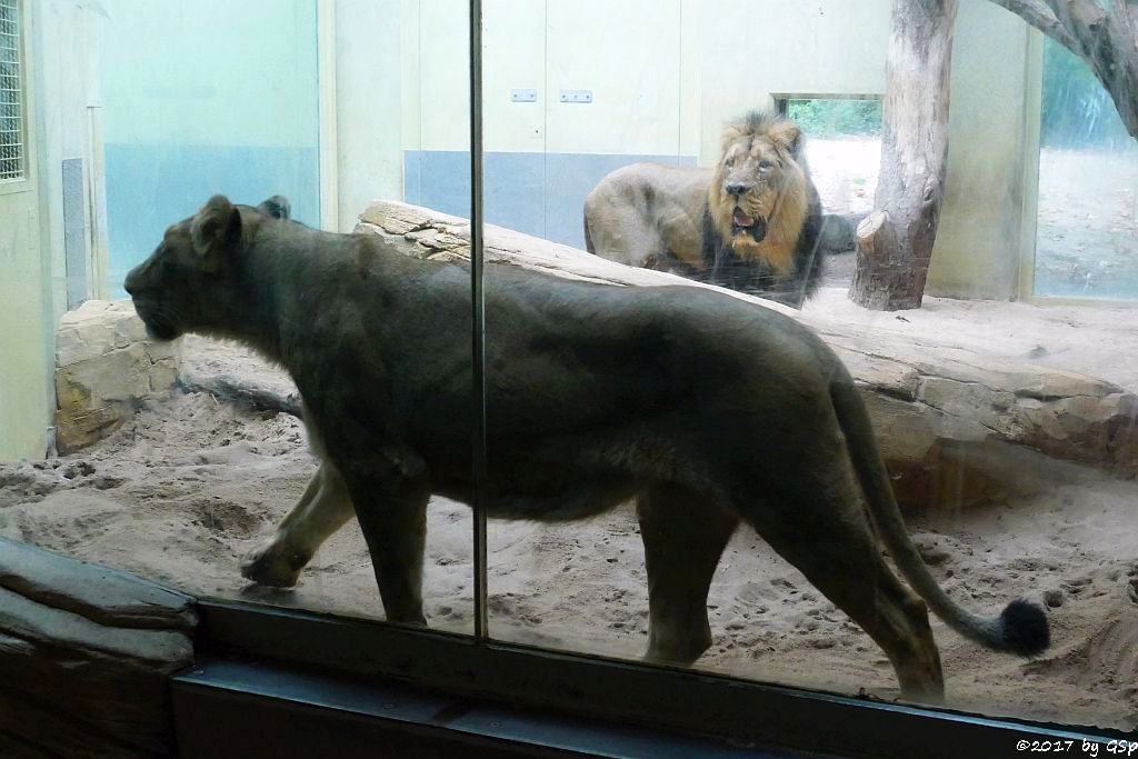 Asiatischer (Indischer) Löwe  ZARINA und KUMAR