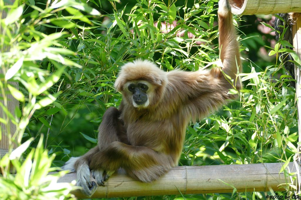 Weißhandgibbon (Lar)