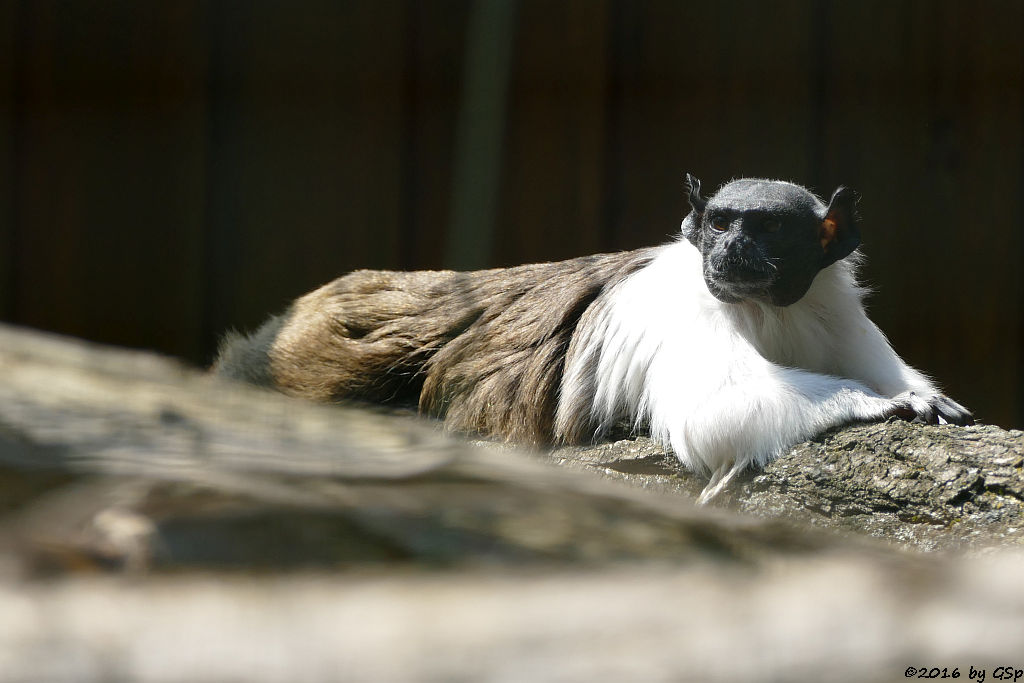 Zweifarbtamarin (Manteläffchen, Mantelaffe)