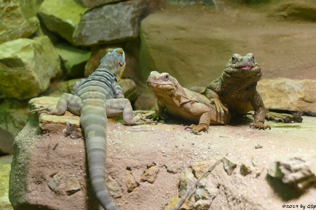 Blauer Felsenleguan, Chuckwalla