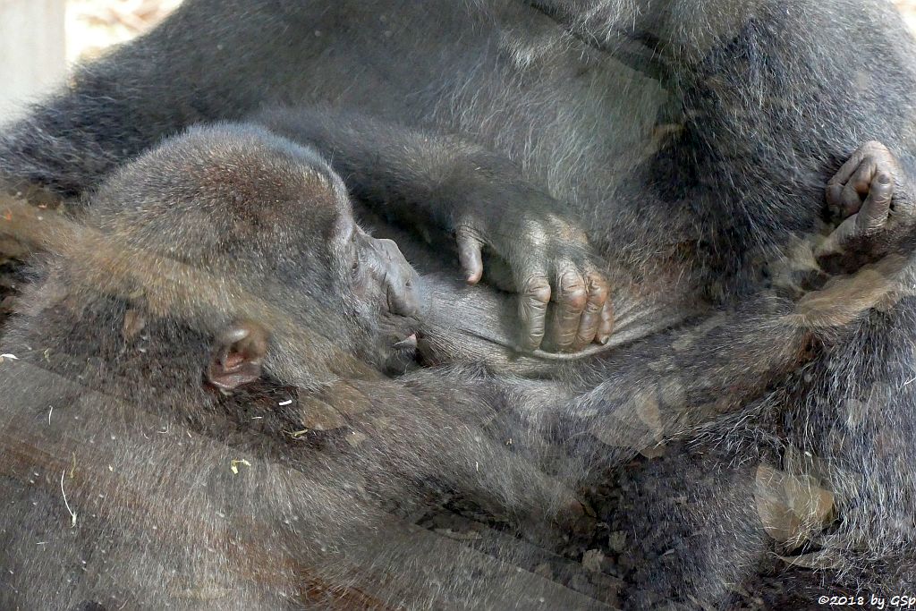 Flachlandgorilla