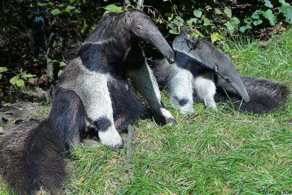 Großer Ameisenbär, Jungtier geb. am 3.3.14