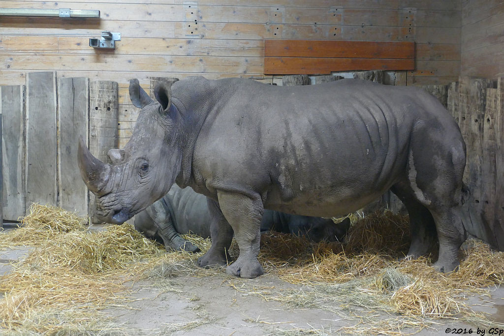 Breitmaulnashorn TAMU mit Sohn AMADOU, geb. am 4.4.15