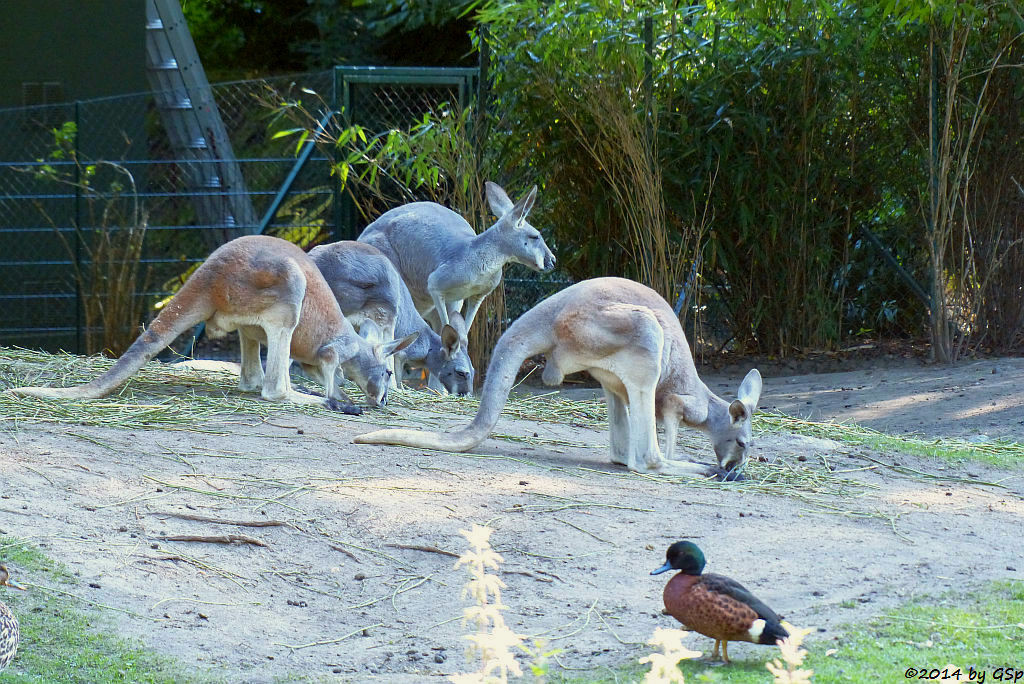 Rotes Riesenkänguru