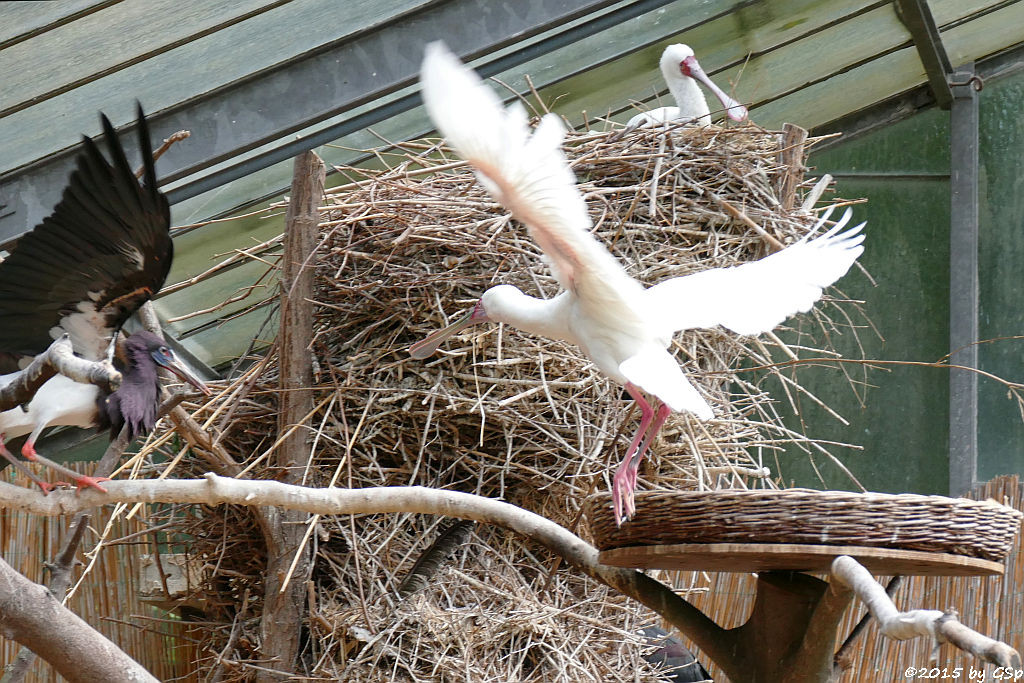 Abdimstorch, Afrikanischer Löffler (Schmalschnabellöffler, Rosenfußlöffler)