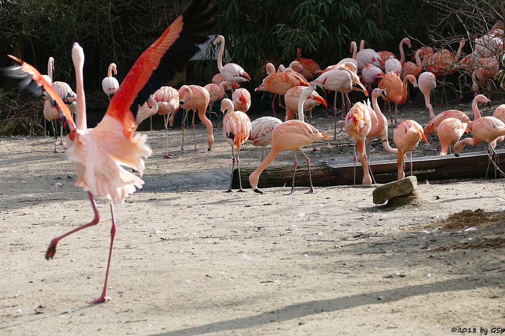 Chileflamingo (Chilenischer Flamingo), Rosaflamingo (Europäischer Flamingo)