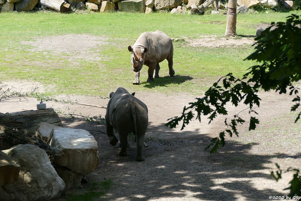 Ostafrikanisches Spitzmaulnashorn (Östliches Spitzmaulnashorn)