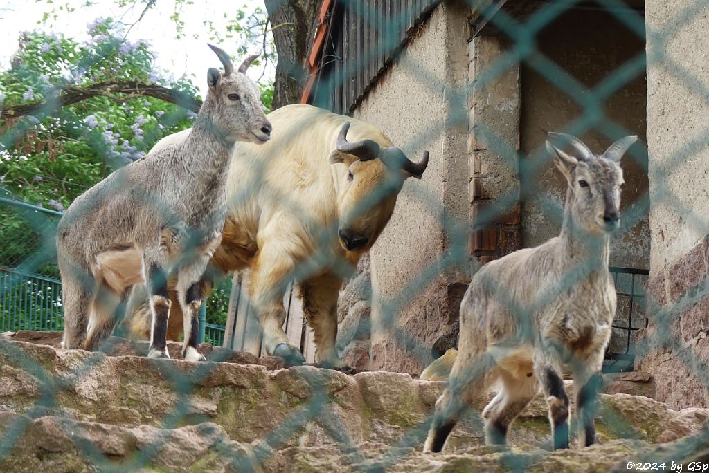 Zoo Halle: Blauschaf, Goldtakin