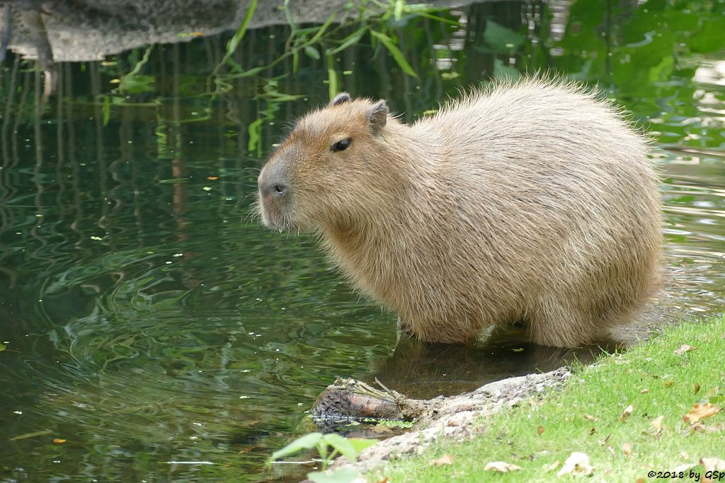 Wasserschwein (Capybara)